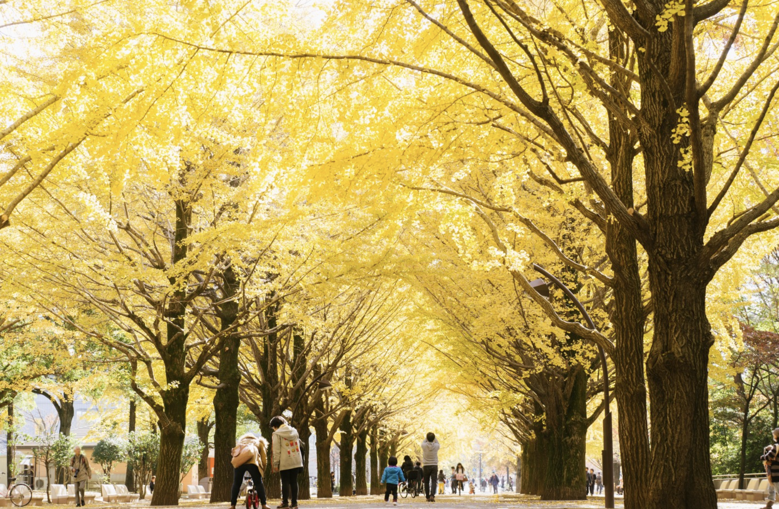 Hikarigaoka Park Autumn Leaves